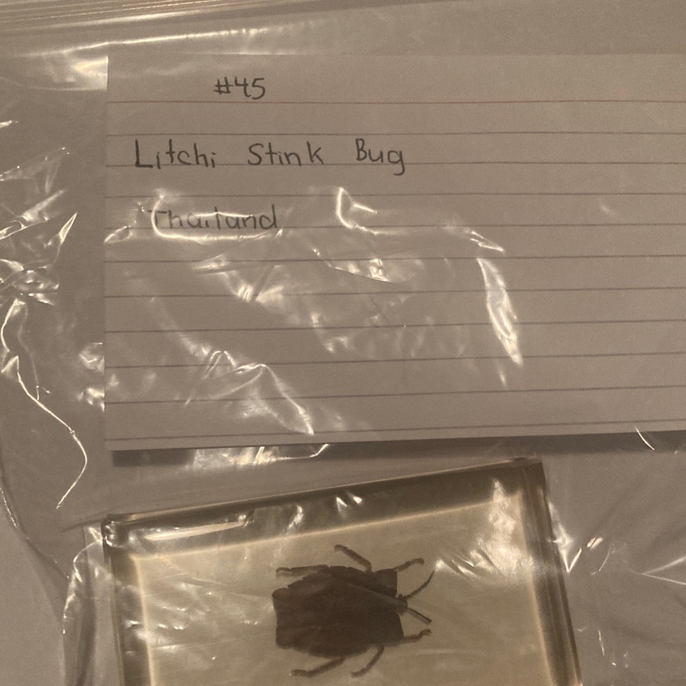Litchi Stink Bug - Thailand